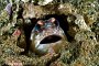 Batu Labang 1 - Yellowbarred Jawfish